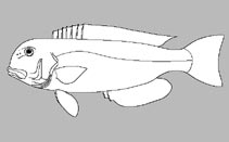 Malacanthidae