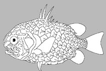 Monocentridae