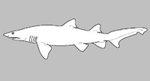 Odontaspididae