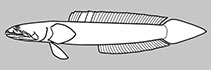 Oxudercidae