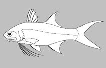 Polynemidae