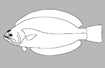Psettoididae