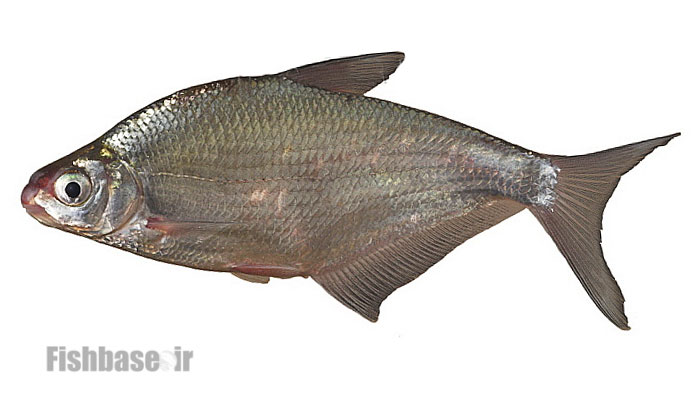 ماهی سیم کندپوزه
