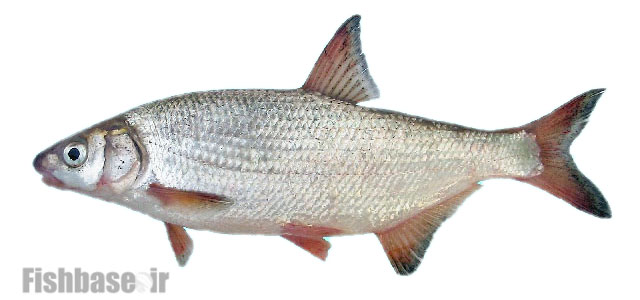 سیاه‌کولی