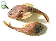 گاوماهی دکمه‌سر