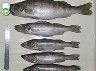 سوف دریایی