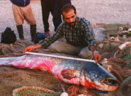 اسبله ارس
