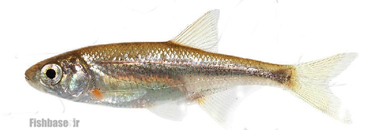 ماهی خیاطه