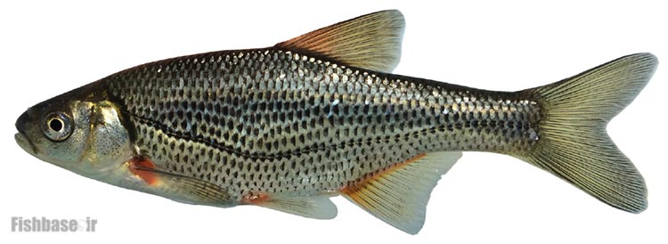 ماهی خیاطه