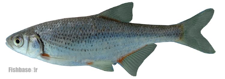 ماهی خیاطه هولسیک