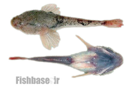 گاوماهی بچه قورباغه‌ای Benthophilus leobergius