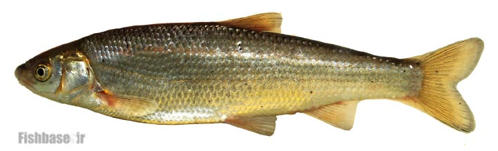 ماهی نازک