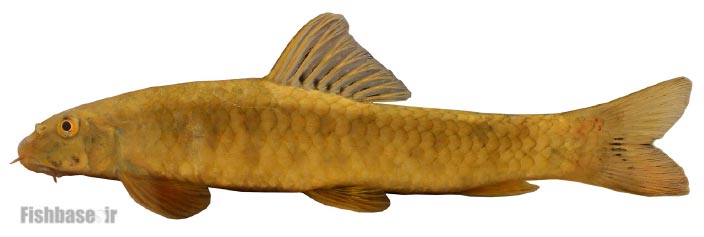ماهی گل‌خورک مند