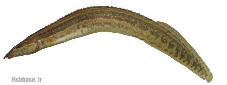 مارماهی خاردار