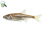 ماهی خیاطه