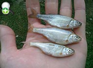 ماهی خیاطه