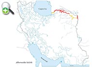 ماهی خیاطه هولسیک