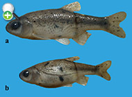 ماهی غبغبو
