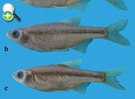 ماهی خیاطه پرهام