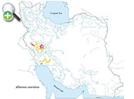 شاه‌کولی دجله