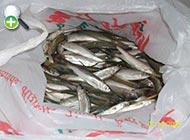 مرواریدماهی هزار