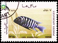 ماهی تیلاپیای شکم‌سرخ
