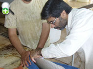 ماهی شیربت