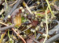 ماهی سرسوسماری الیگاتوری