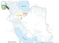 سس‌ماهی نمک
