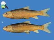 سیاه‌ماهی کد