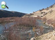 سیاه‌ماهی کد