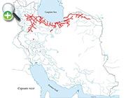 سیاه‌ماهی رازی