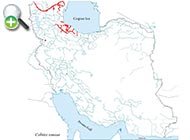 رفتگرماهی سانیا