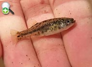 گونه گورماهی اصفهان