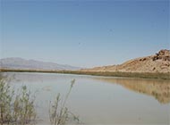 زیستگاه ماهی سنگ‌لیس هرمز 