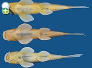 ماهی گل‌خورک مند