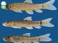 ماهی گل‌خورک مند