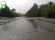 ماهی انجرک