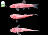 ماهی کور غار تشان