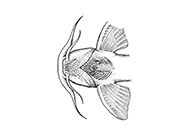 بخش مکنده سینه ای گربه ماهی جنوبی