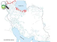 سس‌ماهی لب‌کلفت