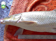 ماهی سونگ، خوزستان