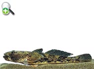 گاوماهی شلاقی