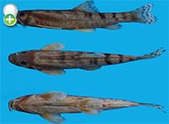 سگ‌ماهی پروین