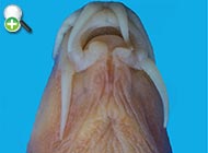 سگ‌ماهی پروین