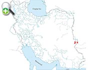 جویبارماهی آلتا