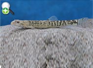 سگ‌ماهی دلواری