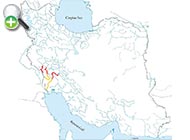 سگ‌ماهی ایلام