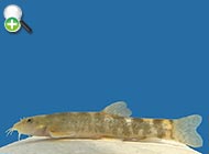 سگ‌ماهی ایلام