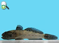گاوماهی ایرانی